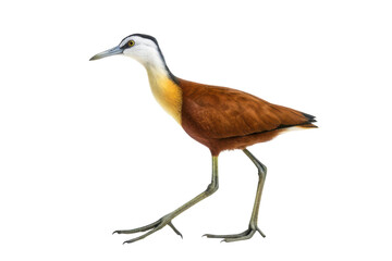 Obraz premium Beautiful water bird with striking plumage walking gracefully in natural habitat near wetlands in Africa