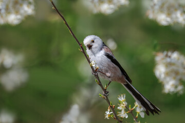 Fototapeta premium Long-tailed Tit (Aegithalos caudatus) bushtit sits on the thin branch with young leaves and white flowers and looks toward the camera lens with green background.