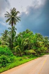 Fototapeta premium Jungle before the tropical storm