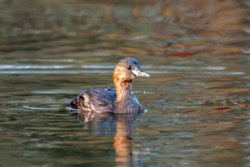 Grèbe castagneux Tachybaptus ruficollis en train de pêcher dans l'eau, oiseau aquatique, photographie de faune en action