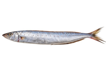 Fresh silver fish ready for culinary preparations and gourmet dishes in a coastal kitchen setting