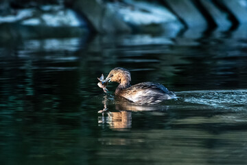 Grèbe castagneux Tachybaptus ruficollis en train de pêcher dans l'eau, oiseau aquatique, photographie de faune en action