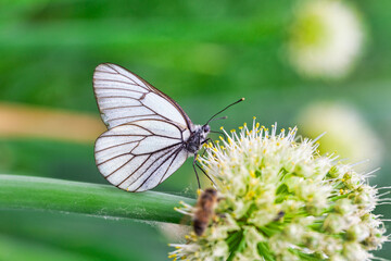 Butterfly Aporia crataegi on flower of onions