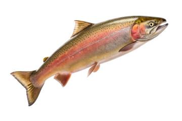 Fototapeta premium Rainbow trout swimming gracefully in clear water highlighting vibrant colors for culinary use