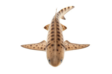 Fototapeta premium Unique spotted shark swimming gracefully in clear ocean waters, showcasing its distinctive patterns and elegant movements for educational purposes