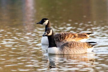 Bernache du Canada Branta canadensis nageant dans l'eau, oiseau aquatique, photographie de faune, oiseaux sauvages