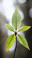 Obraz premium Detailed Closeup of Vibrant Green Leaves Emerging from Branch