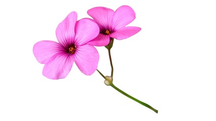 Pink-sorrel: a species of Wood sorrels, its botanical name is Oxalis articulata (isolated on white background).