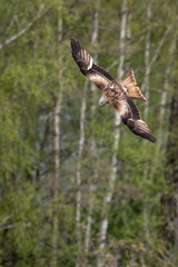 Rotmilan im Flug