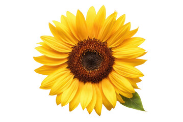 Bright sunflower bloom showcasing vibrant yellow petals for garden decor and nature themes