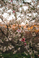 Spring flowers. Cherry blossom.