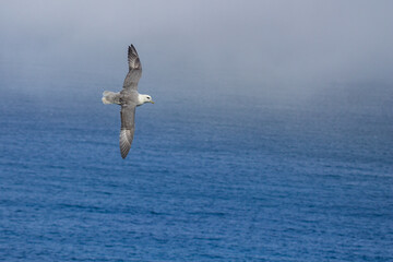 Eissturmvogel im Flug