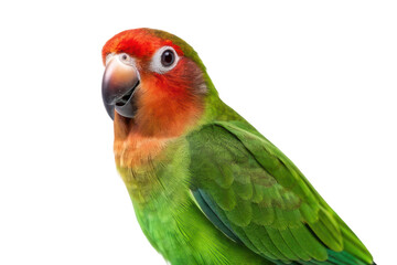 Fototapeta premium Vibrant green lovebird showcasing colorful plumage and playful expression