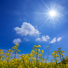 Obraz premium spring yellow rape field at the sunny day, seasonal agricultural scene