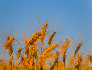 closeup golden wheat field under blue  sky