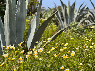A lush aloe-like succulent plant surrounded by blooming white daisies on a sunny day.
