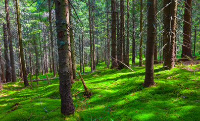 pine tree forest growth on green mount slope