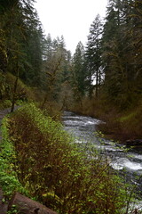 Upper north Falls and Silver creek river at Silver Falls state park, Oregon