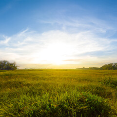 Obraz premium summer green prairie with wild flowers at the sunset