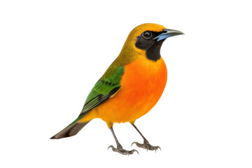 Obraz premium Vibrant tropical bird with orange and green plumage perched against a plain backdrop