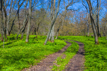 ground road among green spring forest