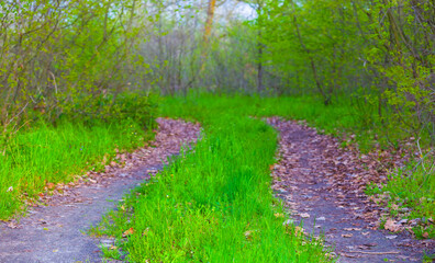ground road among green spring forest