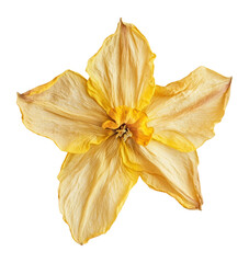 Naklejka premium PNG Daffodil flower daffodil texture.