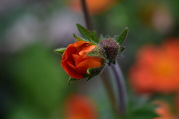 Knospe eines Roten Nelkenwurz