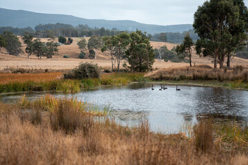 Water dam on a farm in a field surrounded by trees and green grass in australia
