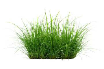 Lush green grass arrangement for landscaping and outdoor design