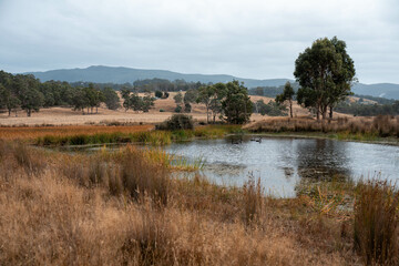 Water dam on a farm in a field surrounded by trees and green grass in australia