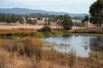 Water dam on a farm in a field surrounded by trees and green grass in australia