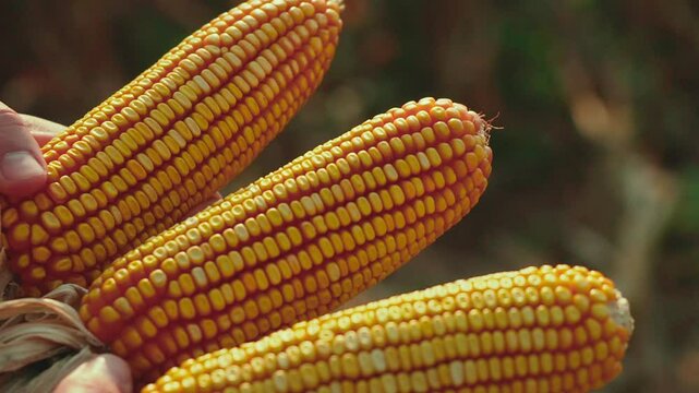 Close-up of a farmer holding ears of corn in his hands at sunset.