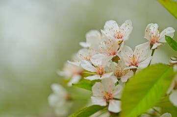 macro of apple flowers in spring