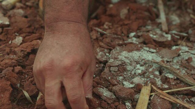 Farmer inspecting the soil with his hands, with freshly applied calcareous soil.