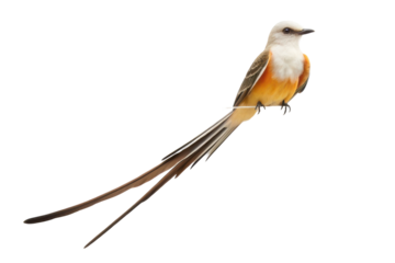 Elegant bird with long tail perched, showcasing vibrant feathers in natural sunlight