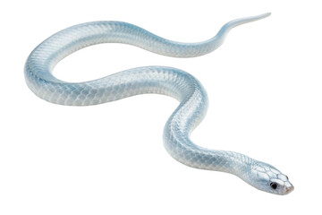 Fototapeta premium Unique white snake slithering gracefully on a surface with intricate scales