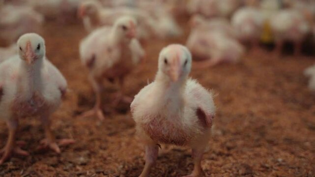 Close-up of white broiler chicks.