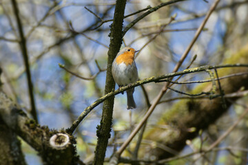European robin (Erithacus rubecula) sitting on a tree branch in Zurich, Switzerland