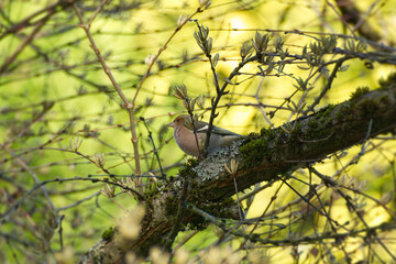 Male common chaffinch (Fringilla coelebs) sitting in a tree in Zurich, Switzerland