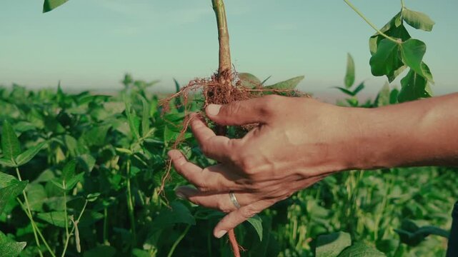 Farmer inspecting soybean plant nodules with his hands in close-up, within the soybean field under a clear sky