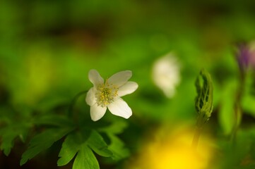 wood anemone flower in spring