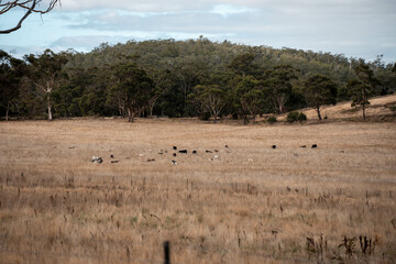farming cows in a field on a farm eating grass in a beautiful country landscape