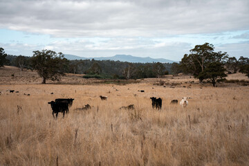 native grassland with Cows eating long pasture in Australia. in summer