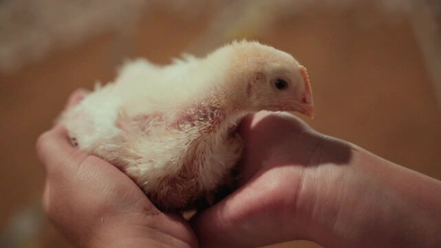 Farmer holding a broiler chick in his hands.