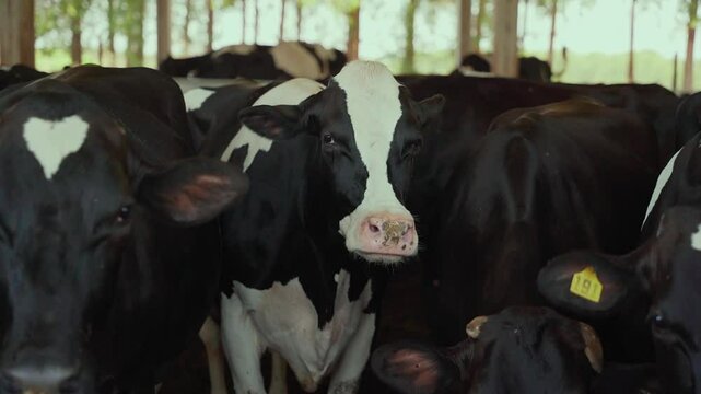Group of Holstein cows posing inside the agricultural producer's dairy barn.