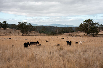 beautiful cattle in Australia  eating grass, grazing on pasture. Herd of cows free range beef being regenerative raised on an agricultural farm. Sustainable farming