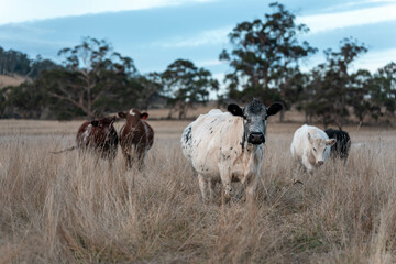 farming cows in a field on a farm eating grass in a beautiful country landscape