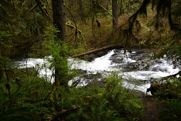 Naklejka premium Upper north falls , silver falls state park , Oregon