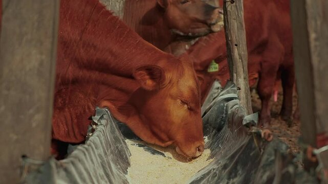 Close-up of Brangus cattle consuming balanced feed.
